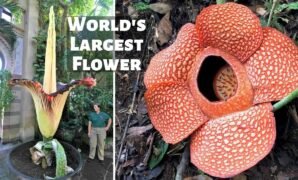 Gentle Giants: Meet the 10 Absolute Largest Plants Dominating Planet Earth Gentle Giants: Meet the 10 Absolute Largest Plants Dominating Planet Earth