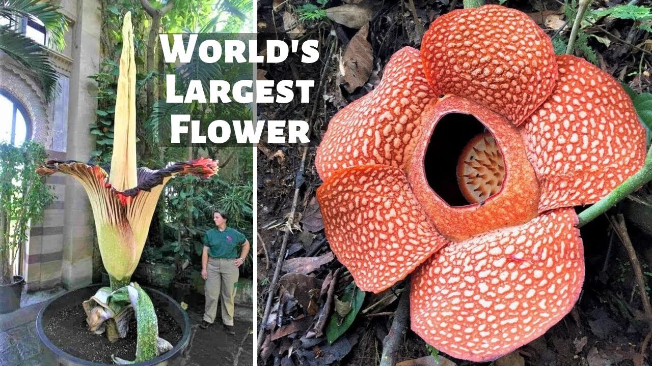 Gentle Giants: Meet the 10 Absolute Largest Plants Dominating Planet Earth